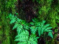 Junge Farnblätter an bemoostem Baumstamm